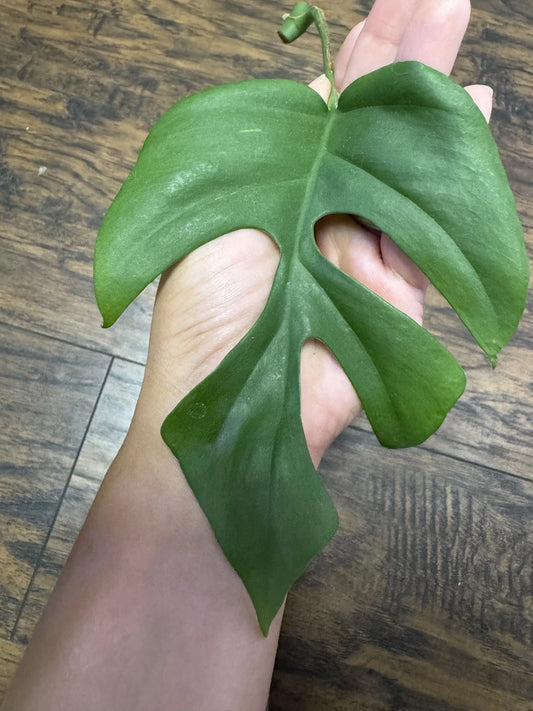 Monstera Minima Cutting 1 Plant - Rare Houseplant - Monstera Adansonii Variegata