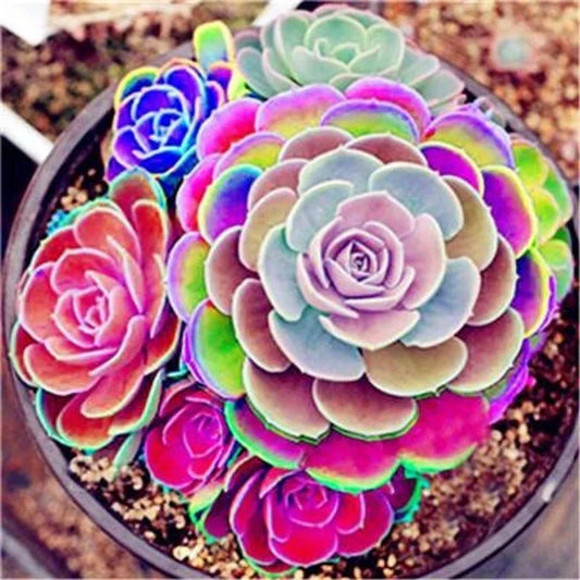 Lotus Lithops Succulent Seeds Mix - 100PCs Pack - Colorful Variety for Home Gardening