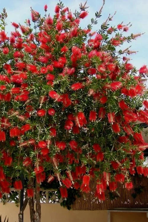 Red Cluster Bottlebrush Starter Plant - Small Rooted Callistemon Citrinus with Vibrant Red Flowers