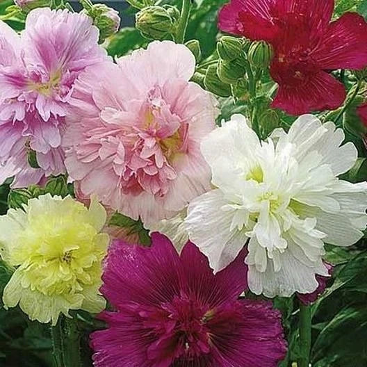 Hollyhock Seeds - SUMMER CARNIVAL Mixed Colors - Biennial Plant - Alcea rosea - 50 Seeds for Spring/Fall Planting, USA