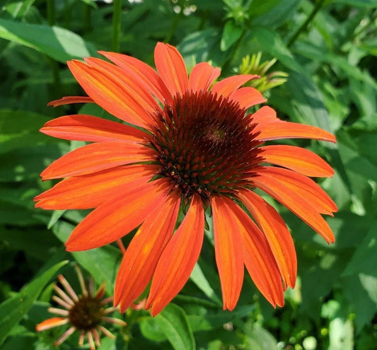 Orange Coneflower Seeds - 200+ Pack - Echinacea Tennessensis - Ideal for Garden Planting - USA