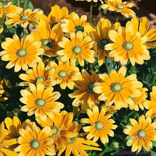 Rudbeckia Seeds - 200+ Green Eyes Variety - Black-Eyed Susan - Easy Garden Planting - Free Shipping USA