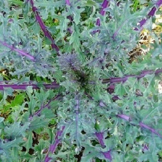 Red Russian Kale Seeds Non-GMO - Brassica Napus Var. Pabularia - Heirloom Vegetable Garden Seeds with Tracking Included