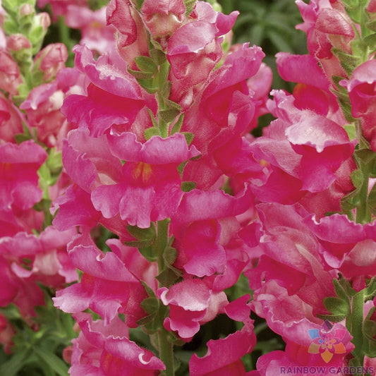 Liberty Rose Snapdragon Seeds - 1000+ Premium Flower Seeds for Garden Planting - Antirrhinum majus - USA