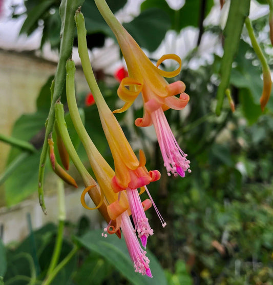 Disocactus salvadorensis Cactus - Rare Pastel Colored Cloud Forest Epiphytic Plant - Unique Indoor Succulent
