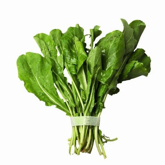 Arugula Seeds Bulk 500 Count - Peppery Flavor Herb - Eruca sativa