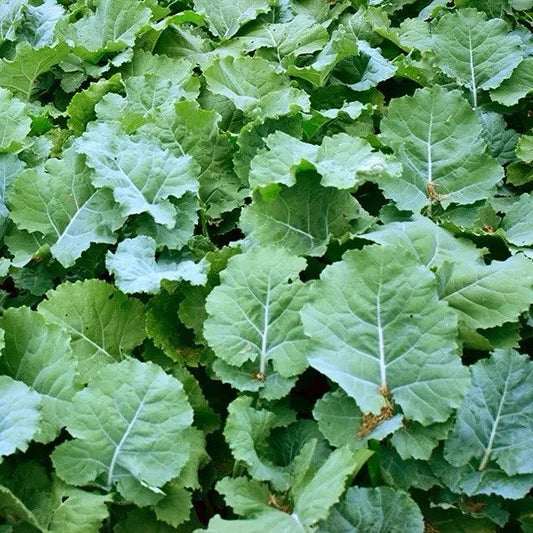 Dwarf Essex Rape Seeds 500 Seeds Open-Pollinated Brassica napus USA Seller
