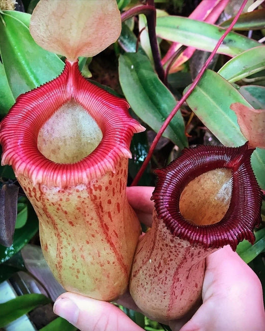Rooted Cutting Pitcher Plant - Nepenthes ventricosa x sibuyanensis HC - Tropical Carnivorous Plant for Sale