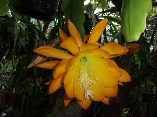 Epiphyllum Orchid Cactus Cutting - Spiced Takuan - Fragrant Variety - Perfect for Indoor Gardening