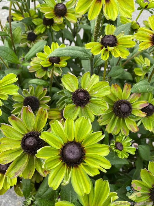 Rudbeckia Seeds - 200+ Count - Enchanted Forest Variety - Black-Eyed Susan (Rudbeckia hirta) - USA