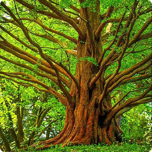 Dawn Redwood Tree Seeds - 30 Seeds - Sequoiadendron Giganteum - American Grown - Fast Shipping from USA