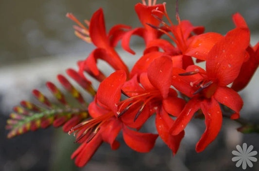 Crocusmia Seeds 100 Count, Bright Red Flowers, Easy to Grow, Crocosmia lucifer, USA Seller