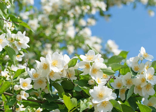 Mock Orange Live Plant - 8-12" Tall - Fragrant Flower - Philadelphus spp. - Zones 4-8 - No Pot
