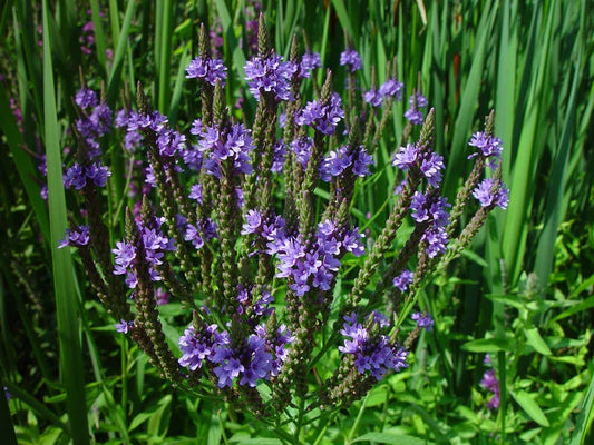Vervain Seeds - 335 Seeds - Blue Flower Perennial Swamp Vervain - Verbena hastata - GroCo