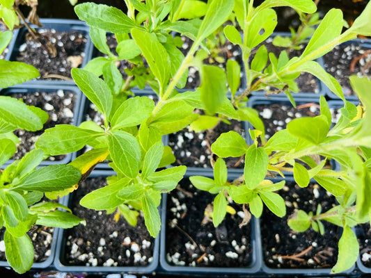 Stevia Live Plant Starter - Well-Rooted Plug, Sweet Leaf Herb (Stevia rebaudiana) for Home Gardening