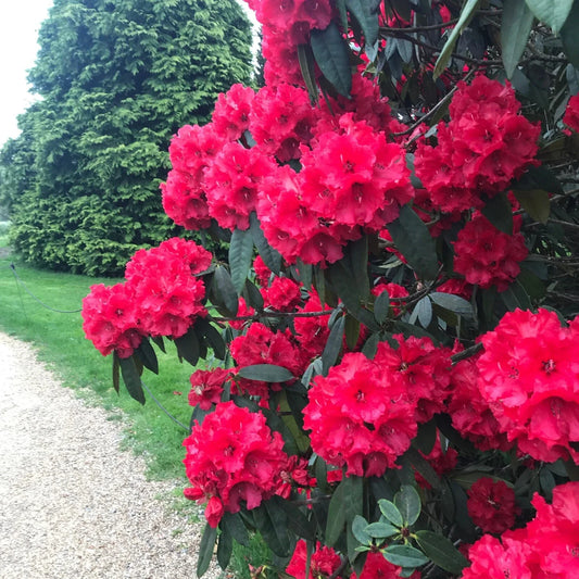 Large Rooted Rhododendron Plant - Jean Marie de Montague - Blood Red Ruffled Blooms - Rhododendron 'Jean Marie de Montague'