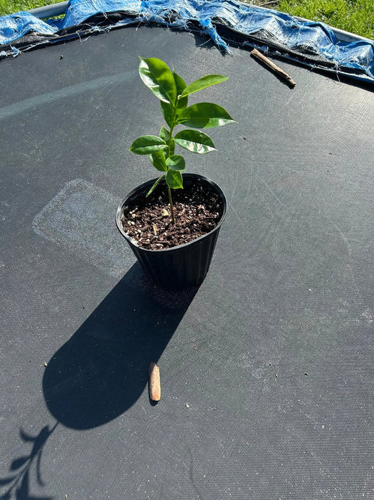 Organic Soursop Tree 5'' Tropical Fruit Tree in Pot (Guanábana) - Annona muricata