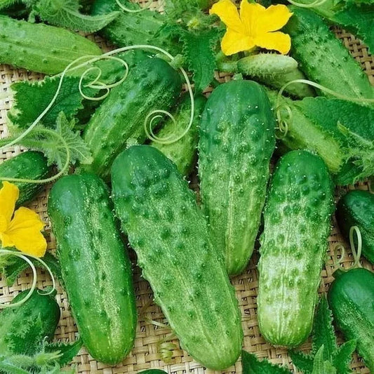 Parisian Gherkin Cucumber Seeds - 120+ Pack - Fresh, AAS Regional Winner - Cucumis sativus
