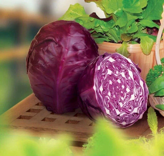 Red Acre Cabbage Seeds - 1000+ Organic Heirloom Non-GMO - Brassica oleracea