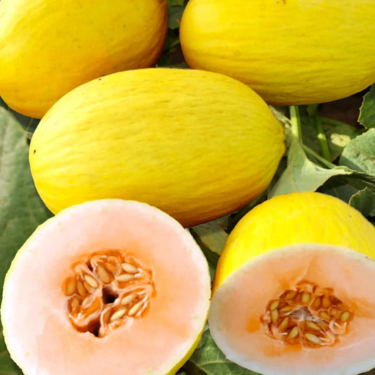 Crenshaw Melon Seeds - Heirloom Yellow Flesh - Cucumis Melo - Ideal for 2025 Planting