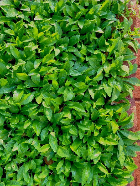 Organic Indian Aster Bare Root Plant - Kalimeris indica Herb Malantou - 30+ Plants for Gardens and Landscaping