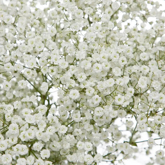 Baby's Breath Seeds | Non-GMO | 1275 | Gypsophila paniculata