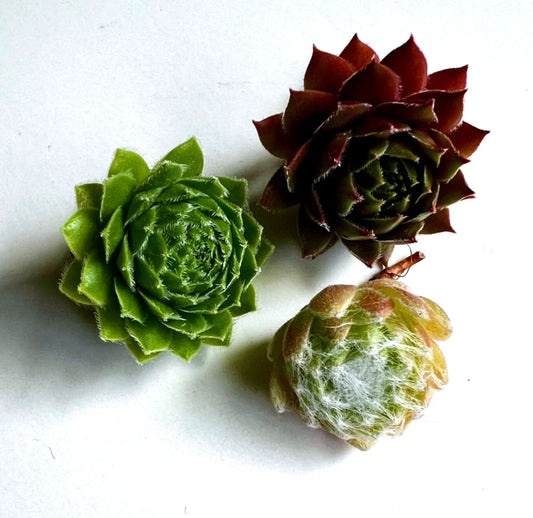 Mixed Sempervivum Hens & Chicks - 18 Hardy Succulent Plants for Garden & Pots - Varieties Included