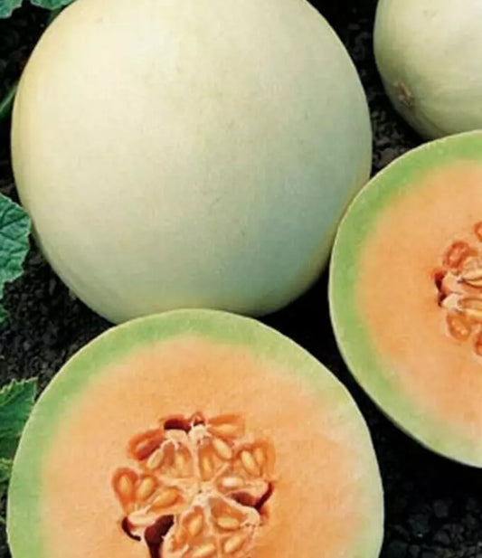 Honeydew Seeds 50+ Orange Flesh Cantaloupe Melon Garden Fruit - Cucumis melo