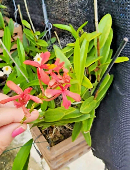 Epidendrum radicans Pink Orchid Cutting - 1 Rooted Cutting for Full Sun - Tropical Houseplant
