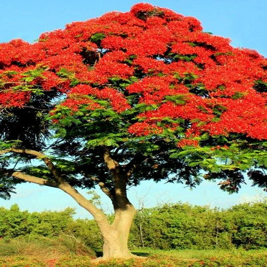 Royal Poinciana Seeds | Red Flame Tree | Delonix Regia | Tropical Flamboyant Flower Seeds