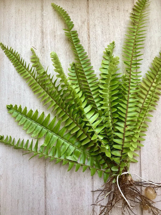 Rooted Fern Plants - 25 Varieties - Lush Green Foliage - Perfect for Indoor/Outdoor - Nephrolepis exaltata