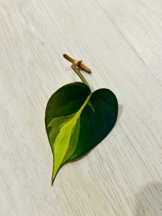 Philodendron Cutting Nodes for Propagation, Brasil Variety, Heart-Shaped Leaves, Ideal for Indoor Plant Lovers