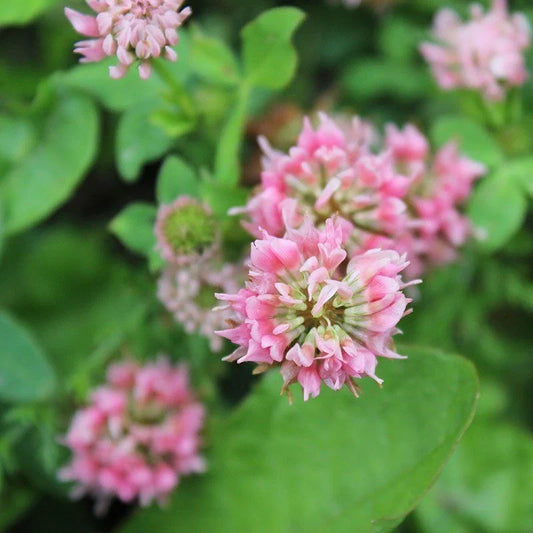 Strawberry Clover Seeds 250+ Trifolium Fragiferum Native Perennial, USA Grown, Free Shipping