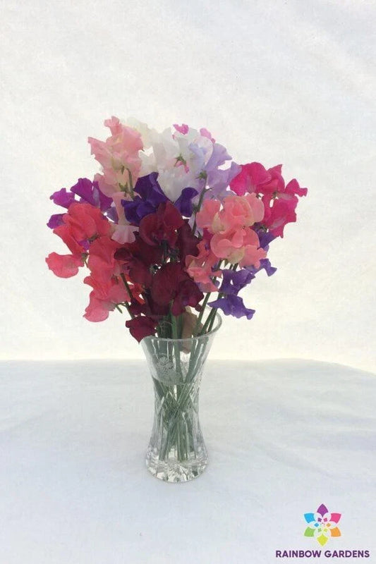 Sweet Pea Seeds - 50+ Spencer Mixture - Lathyrus odoratus - Garden Planting - USA - Free Shipping