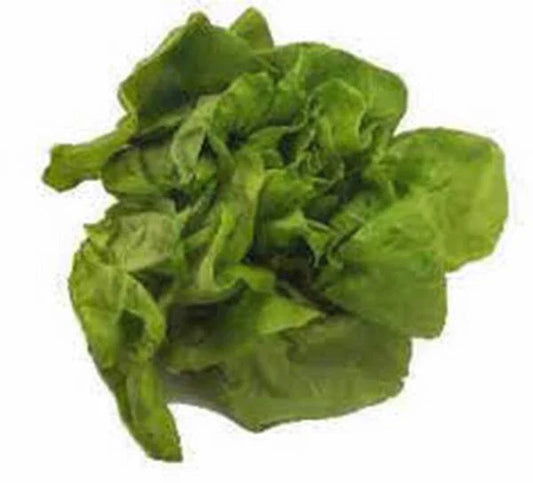 Heirloom Lettuce Seed Garden Collection, 4 Top Varieties, Non-GMO Seeds, Organic Gardening