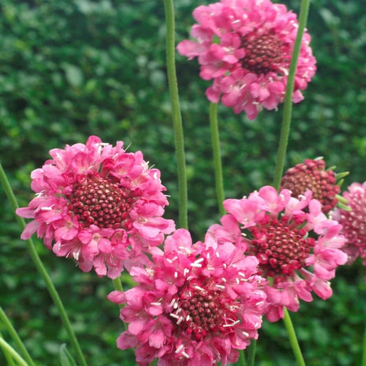 Pink Scabiosa Seeds, 100 Seeds, Scabiosa atropurpurea Rose, Cottage Garden Flower Seeds