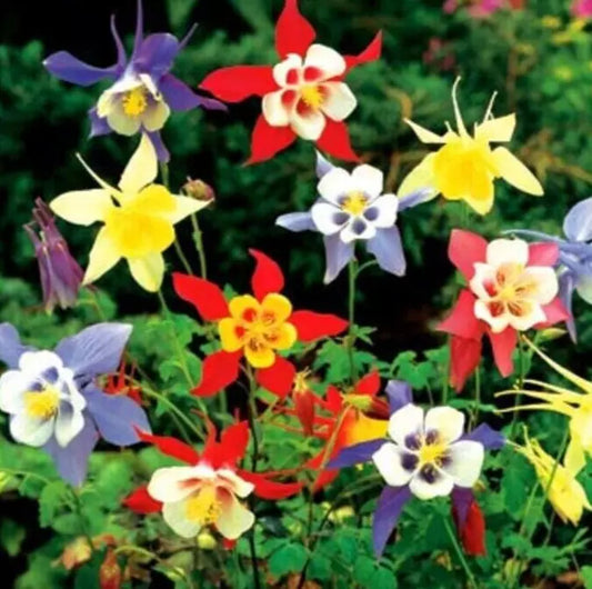 Columbine Seeds 200+ Perennial Flower Mixed Colors Aquilegia caerulea