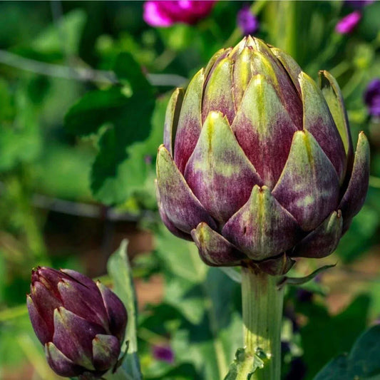 Purple Romagna Artichoke Seeds, NON-GMO, Carciofo di Romagna, Heirloom Variety
