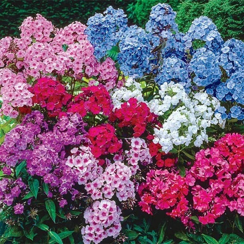Tall Mix Phlox Seeds - 100+ Count - Vibrant Garden Flowers - Phlox paniculata - USA Free Shipping