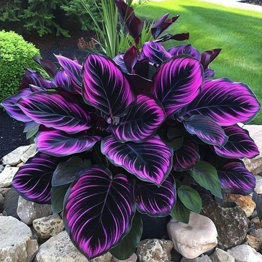 Purple Tip Calathea Couture Seeds - 25+ Seeds for Indoor/Outdoor Beautiful Plant - Calathea veitchiana