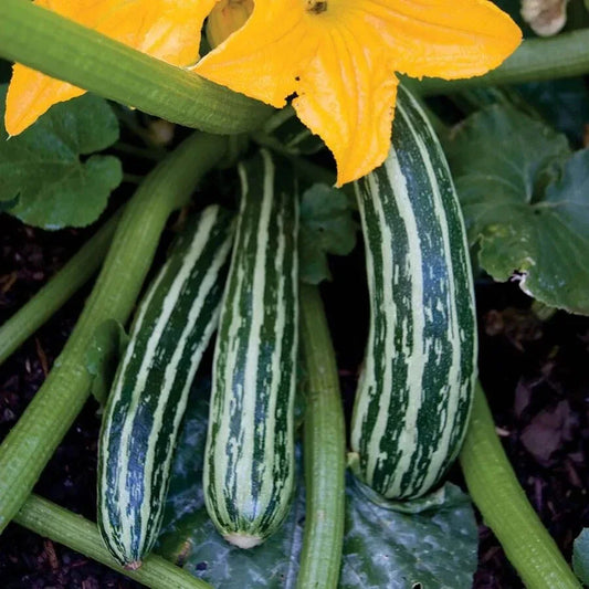 Cocozelle Zucchini Squash Seeds - 25+ Pack - Striped Variety - Cucurbita pepo - USA Grown, Free Shipping