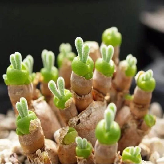 Monilaria Obconica Bunny Seeds - Succulent Seeds Pack of 100 pcs - Unique Monilaria Variety