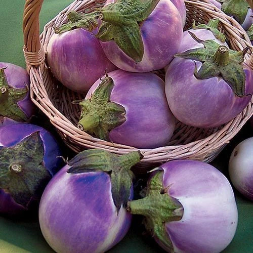 Round Mauve Eggplant Seeds - 50+ Non-GMO Solanum Melongena Vegetable Seeds - USA Grown, Free Shipping