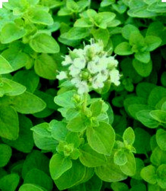 Sweet Marjoram Seeds 300+ Non-GMO Culinary & Medicinal Herbs Majorana hortensis