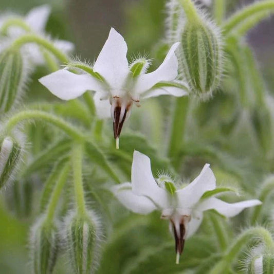 White Borage Seeds, Bianca Variety, Heirloom NON-GMO, Starflower, Tailwort, Free Shipping
