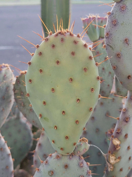 Prickly Pear Cactus Cutting - 1 Pad - Opuntia Macrocentra - Drought-Tolerant Succulent Plant