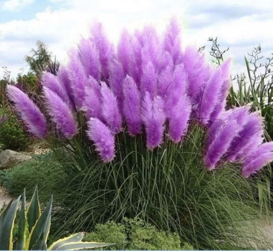 Purple Pampas Grass Plugs - 3 Pack - Cortaderia selloana