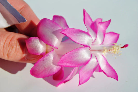 Christmas Cactus Starter Plant - May Queen - Schlumbergera Truncata - Healthy Well-Rooted Plant for Indoor Gardens