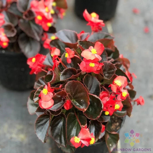 Cocktail Vodka Begonia Seeds - 25+ Premium Seeds for Garden Planting - Begonia x erythrophylla - USA Shipping