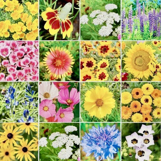 Wildflower Seed Mix 500+ Seeds | Attracts Butterflies & Hummingbirds | Native Species Mix